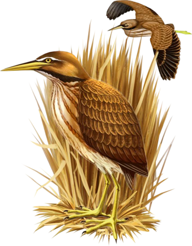 őszi állatok_126.png